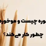 موخوره گیر چیست